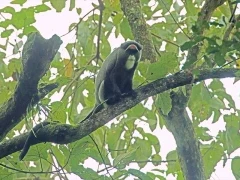 De Brazza's monkey sat high up in the tree canopy, Ethiopia.