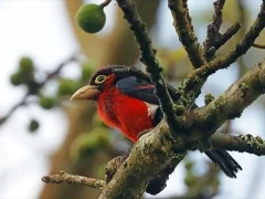 Image of a double-toothed barbet in a tree, image highlighting the red breast of the species. Ethiopia.