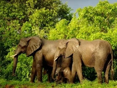 Image of a herd of elephants in Ethiopia.