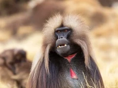 Image of geladas, red chest on show, Ethiopia.