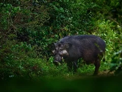 Giant forest hog stood in a forest, Ethiopia.