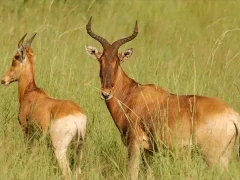 Image of a pair of hartebeests in grassland, Ethiopia.