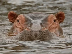 Hippopotamus emerging from the water, in Ethiopia.