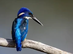 Image of a malachite kingfisher resting on a branch, by the riverside in Ethiopia.