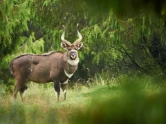 Image of a mountain nyala amongst the greenery of Ethiopia.