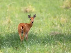 Oribi antelope looking up from grazing, alert. In Ethiopia.