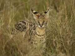 Image of a serval camouflaged in the tall grasses