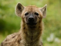 Close up image of a spotted hyena, Ethiopia.