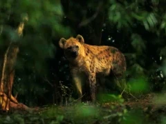 Spotted hyena looking towards the camera in Ethiopia.
