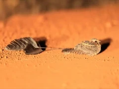 Image of a pair of standard-winged nightjars, Ethiopia.