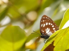 Common forest Queen butterfly resting in a tree, Ethiopia.