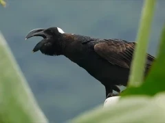Thick-billed raven photographed through the leaves, the bird captured mid-call. Ethiopia.