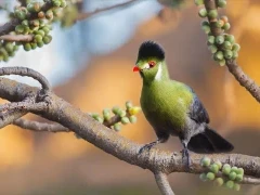 Image of white-cheeked turaco in a tree, Ethiopia.