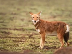 Ethiopian wolf looking back at the camera, in Ethiopia.