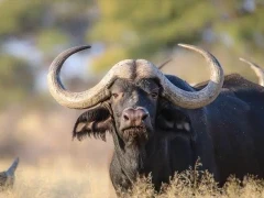 African buffalo in South Africa