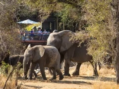 African elephant in South Africa.