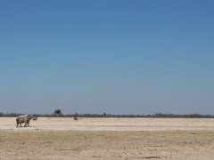 Elephant in Kalahari Private Reserve, South Africa