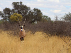 Oryx in Kalahari Private Reserve, South Africa.