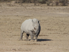 White rhino in Kalahari Private Reserve, South Africa