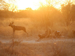 Wild dog in Kalahari Private Reserve, South Africa.