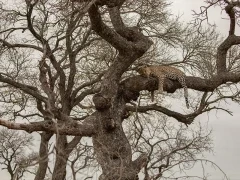 Leopard in South Africa.