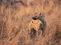 Spotted hyena in South Africa.