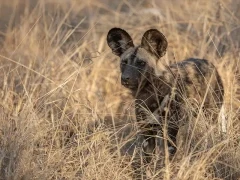 African wild dog in South Africa.
