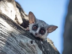 Bushbaby in South Africa.