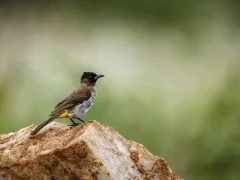 Dark-capped bulbul in South Africa