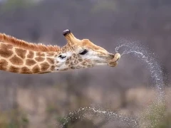 Giraffe in South Africa