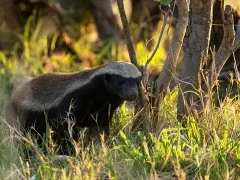 Honey badger in South Africa