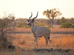 Kudu in South Africa