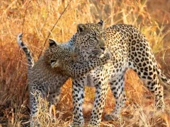 Leopard in South Africa