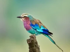 Lilac-breasted roller in South Africa