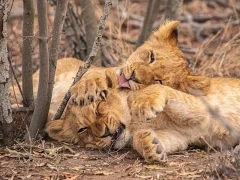 Lion cubs in South Africa.
