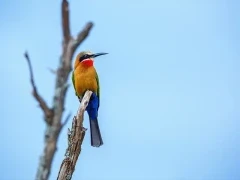 White-fronted bee-eater in South Africa