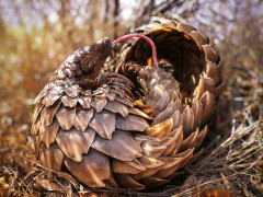 Pangolin in Kalahari Private Reserve, South Africa