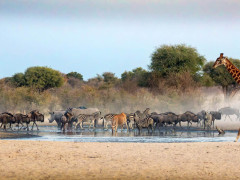 Waterhole scene in Kalahari Private Reserve, South Africa.