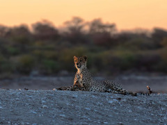 Cheetah in Kalahari Private Reserve, South Africa