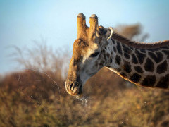 Giraffe in Kalahari Private Reserve, South Africa.