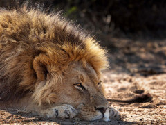 Lion in Kalahari Private Reserve, South Africa.