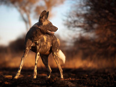Wild dog in Kalahari Private Reserve, South Africa