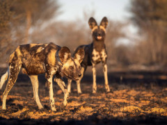 Wild dogs in Kalahari Private Reserve, South Africa.