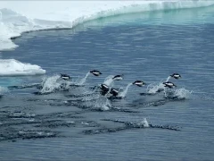 Adelie penguins jumping out of the water, in Antarctica.
