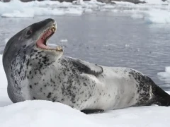 Leopard seal in Antarctica.
