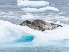 Leopard seal sleeping on the ice in Antarctica.