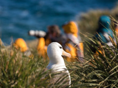 Black browed albatross in Antarctica.
