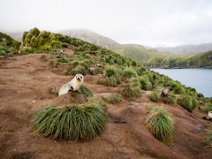 Fur seals at scenic overlook in Antarctica.