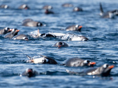 Gentoo penguins in Antarctica.
