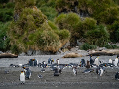 King penguins and elephant seals on a beach in Antarctica.
